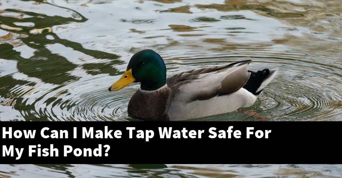 How Can I Make Tap Water Safe For My Fish Pond?