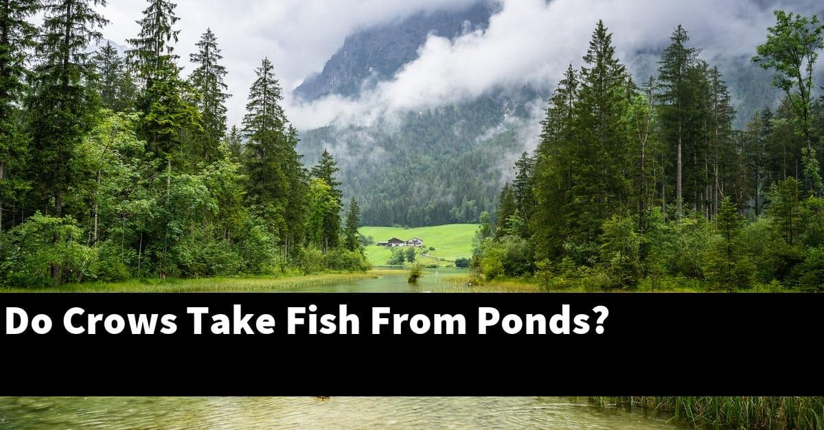 Do Crows Take Fish From Ponds?