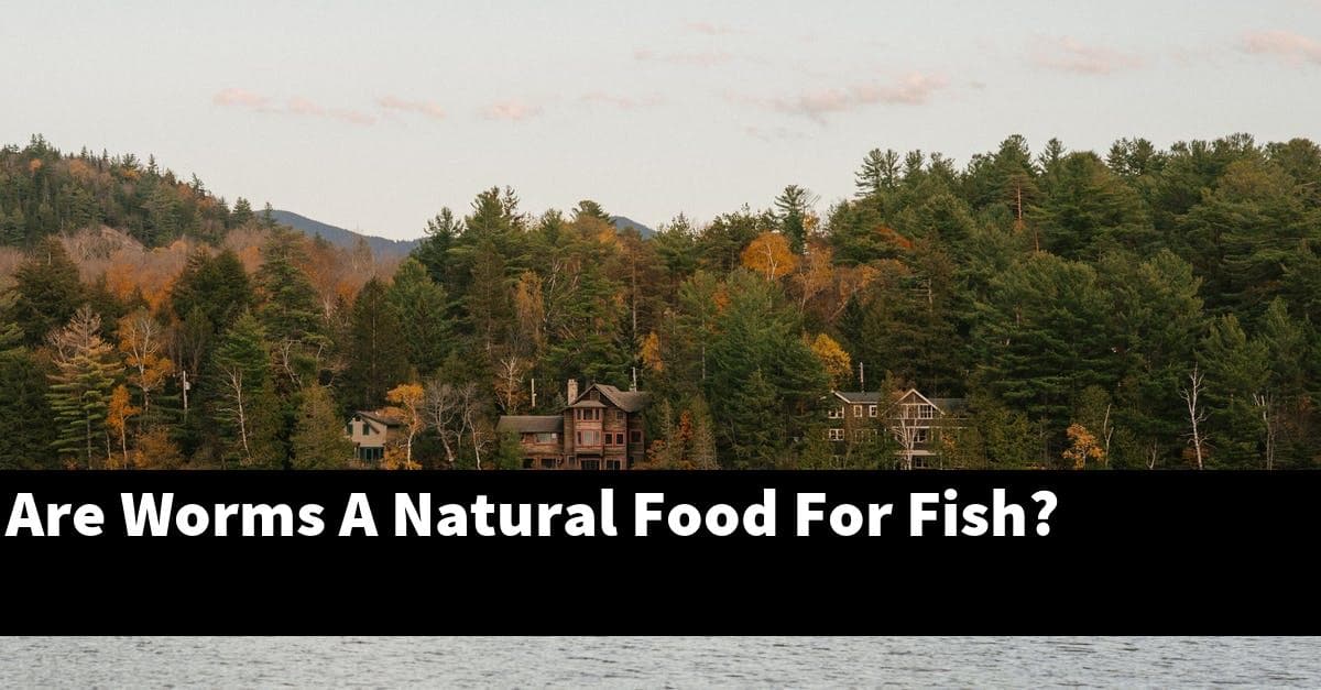 Are Worms A Natural Food For Fish?