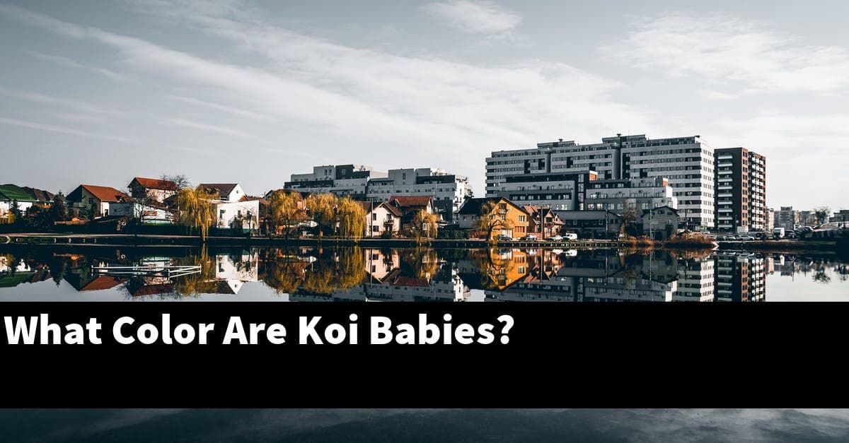 What Color Are Koi Babies?