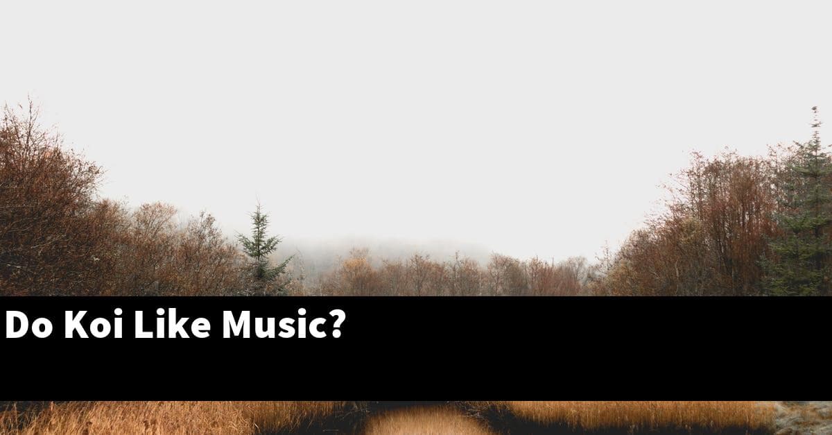 Do Koi Like Music?