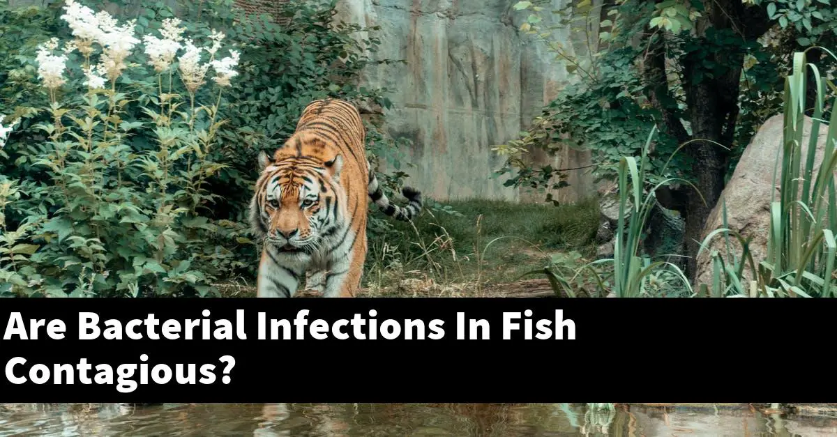 Are Bacterial Infections In Fish Contagious?