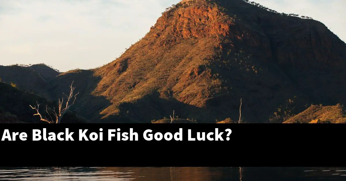 Are Black Koi Fish Good Luck?