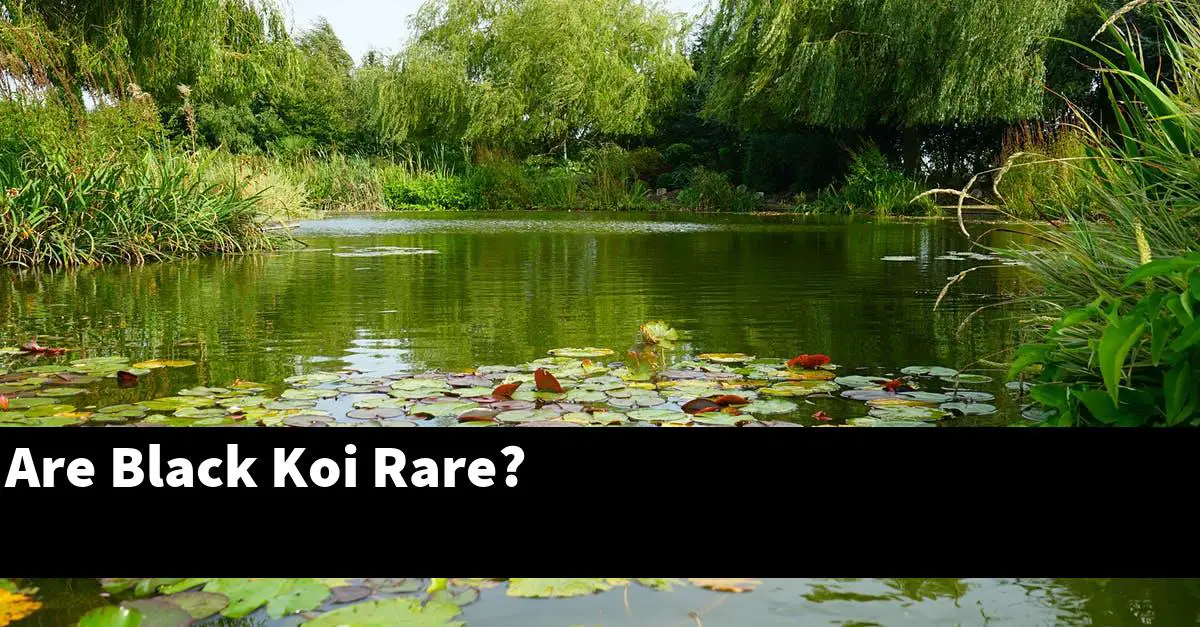 Are Black Koi Rare?