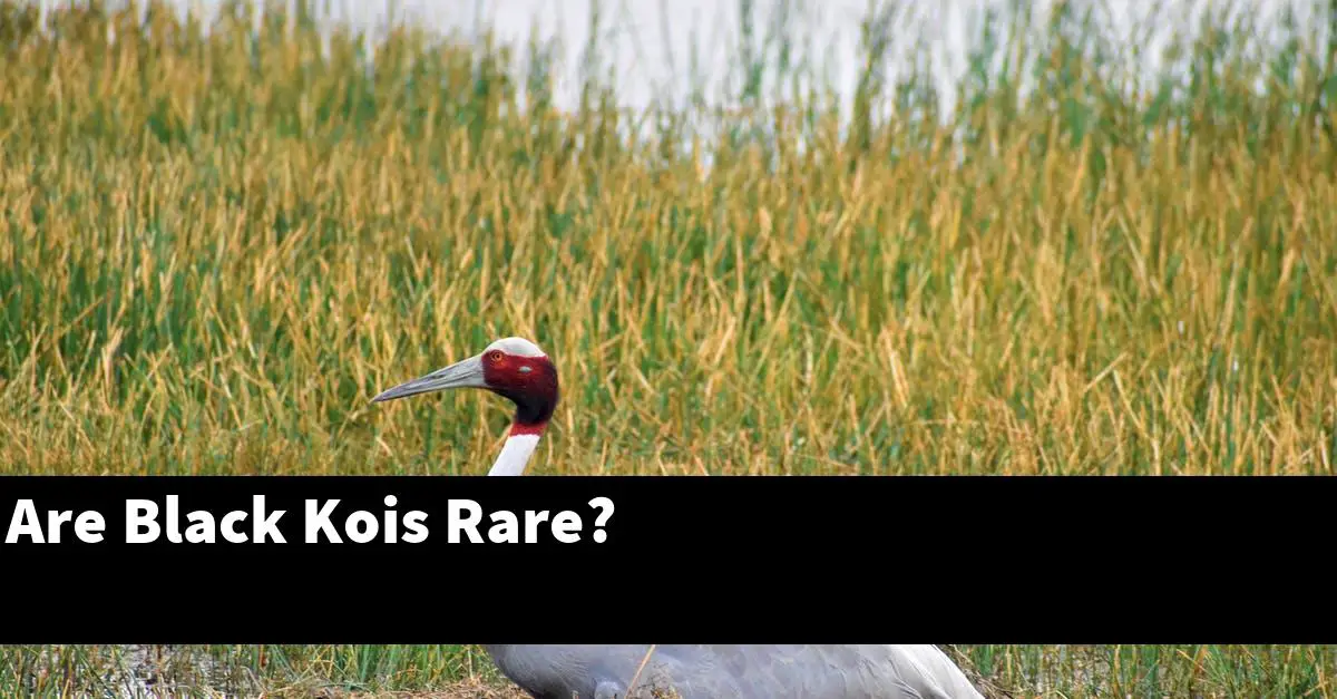 Are Black Kois Rare?