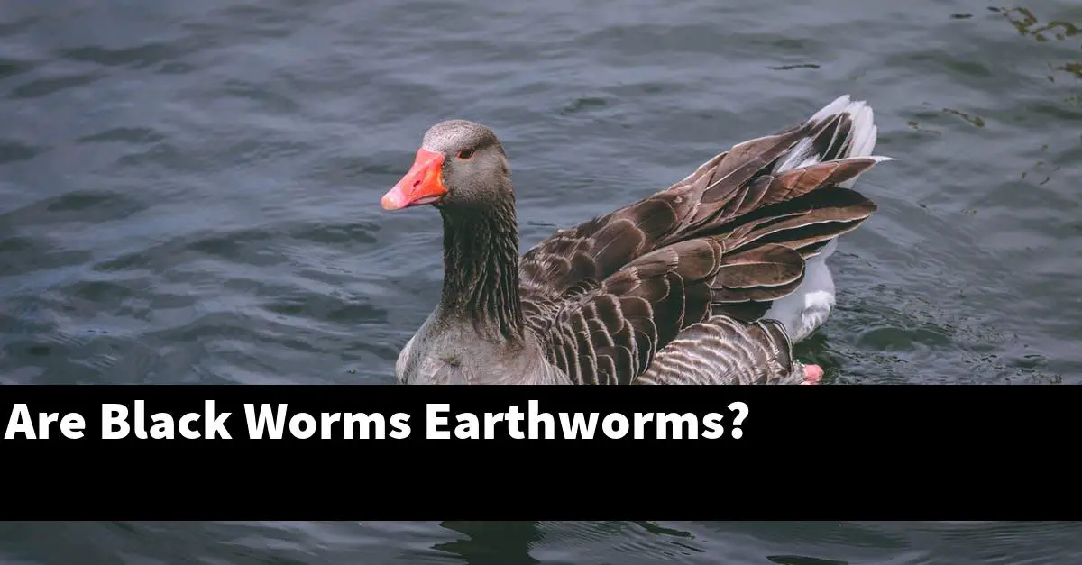 Are Black Worms Earthworms?