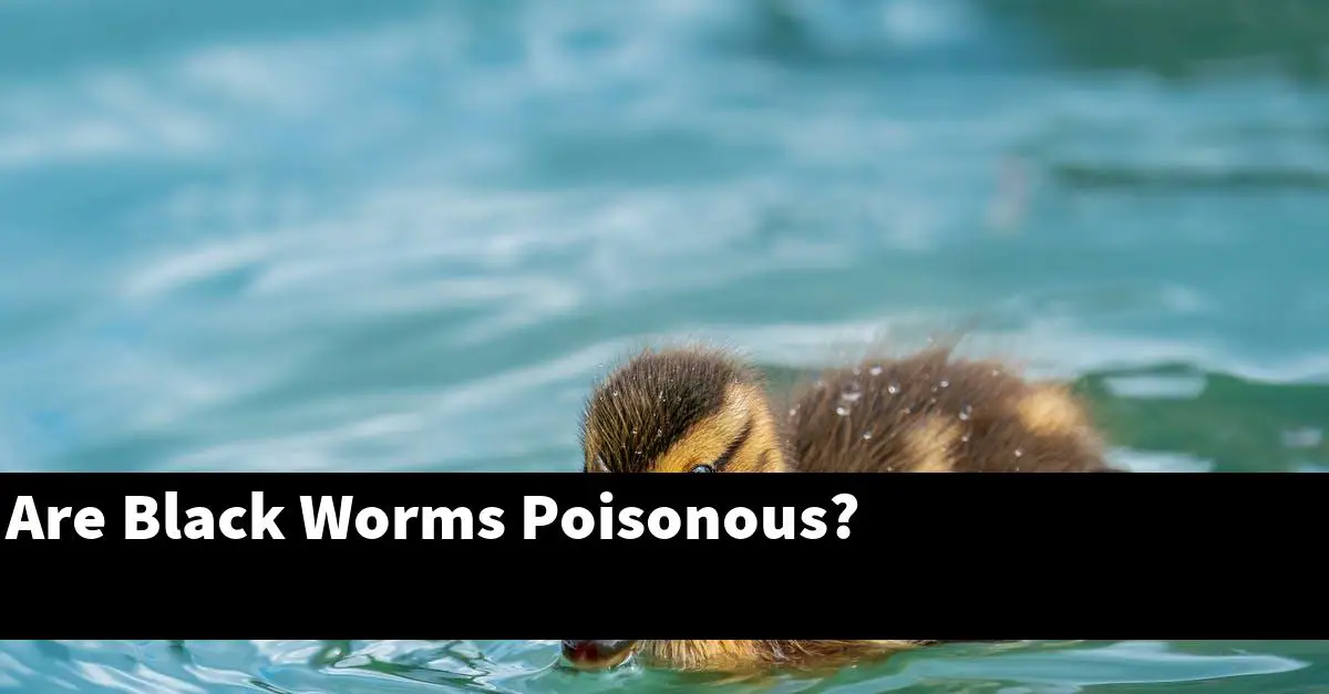 Are Black Worms Poisonous?