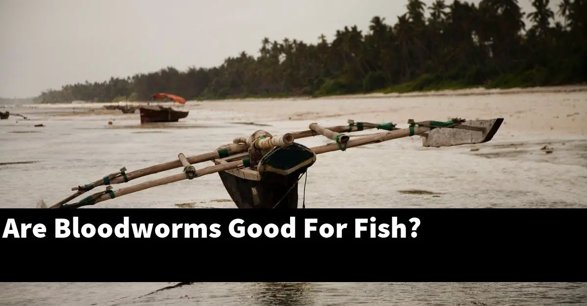 Are Bloodworms Good For Fish?