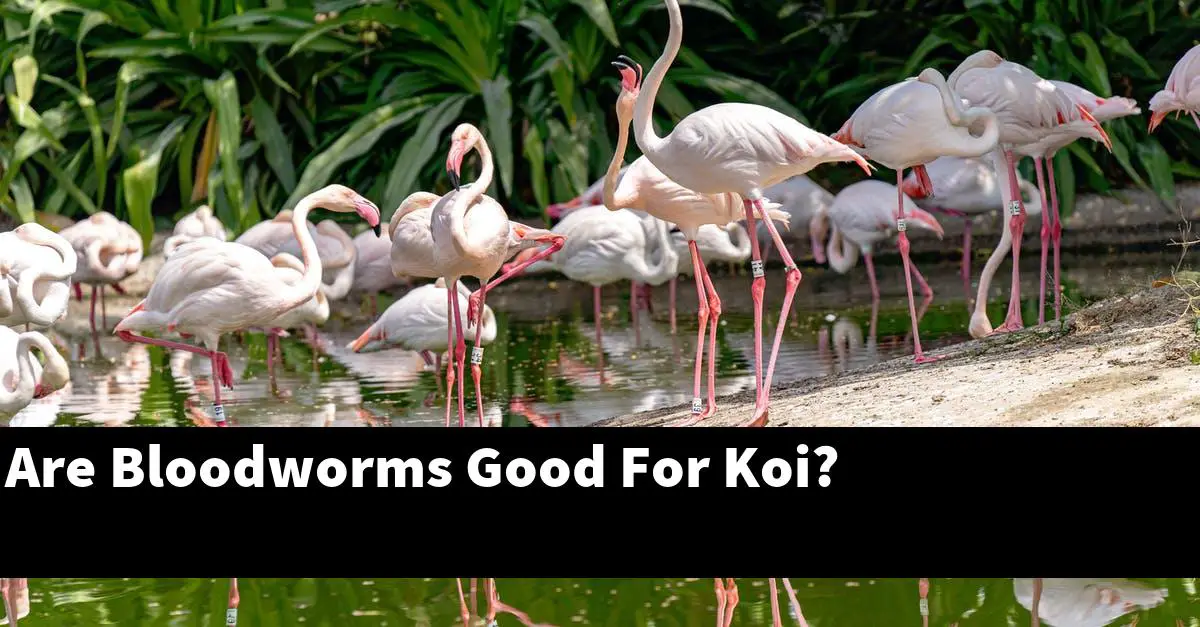 Are Bloodworms Good For Koi?