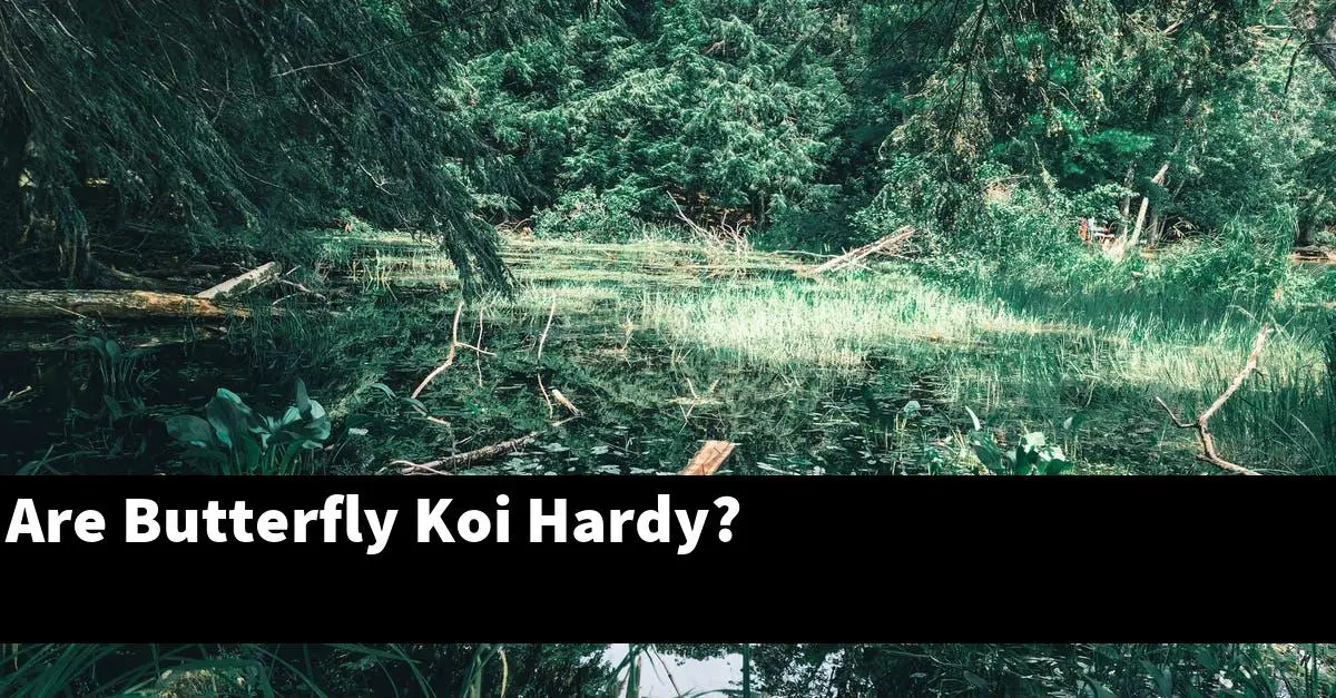 Are Butterfly Koi Hardy?