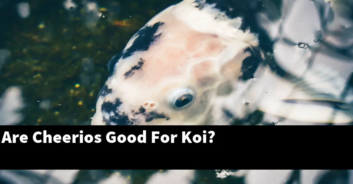 Are Cheerios Good For Koi?