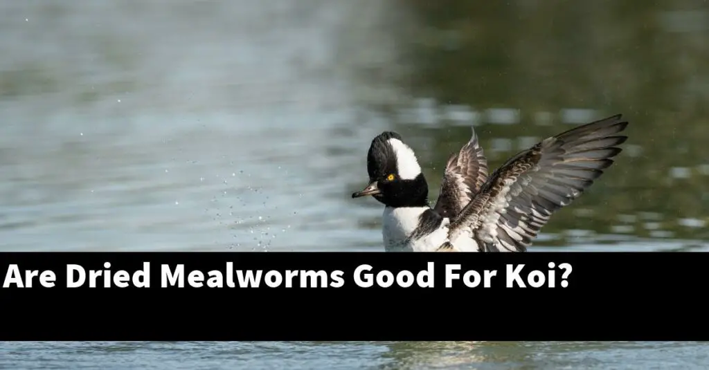 Are Dried Mealworms Good For Koi? [2022 Guide] Gold Koi Fish