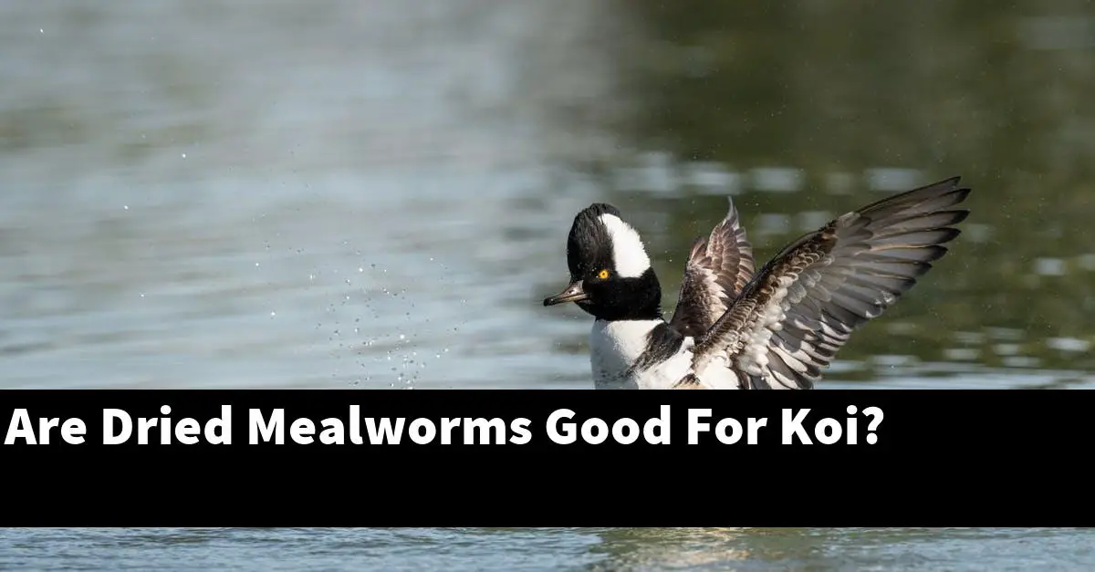 Are Dried Mealworms Good For Koi?