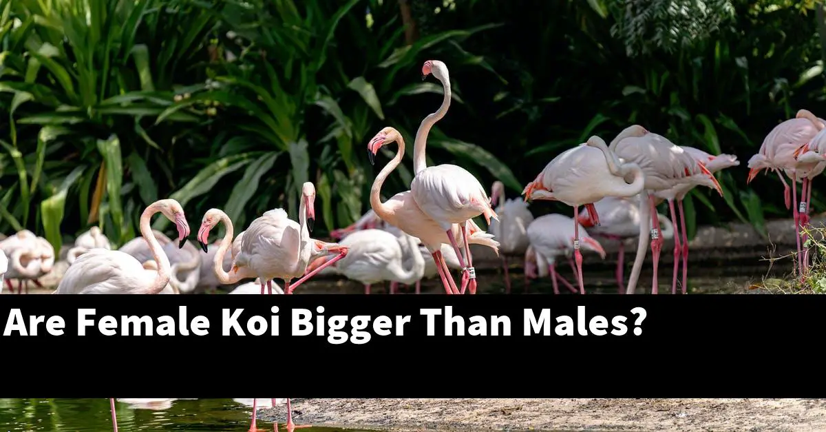 Are Female Koi Bigger Than Males?