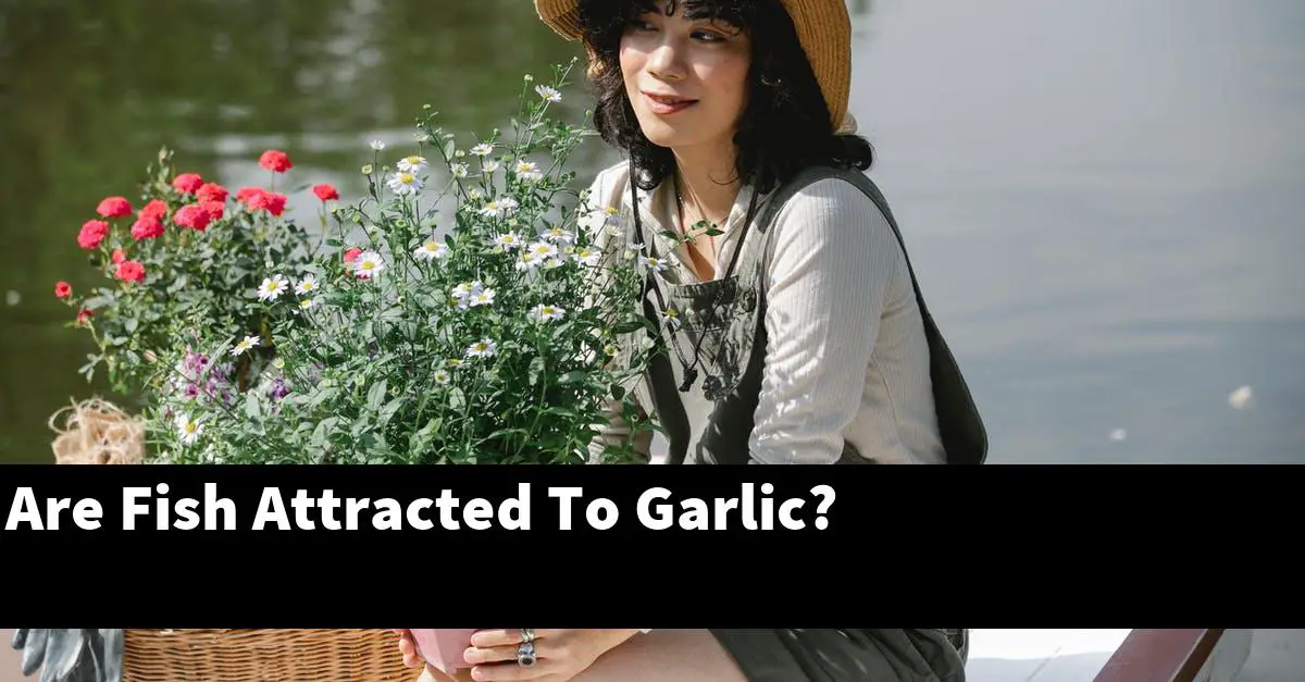 Are Fish Attracted To Garlic?