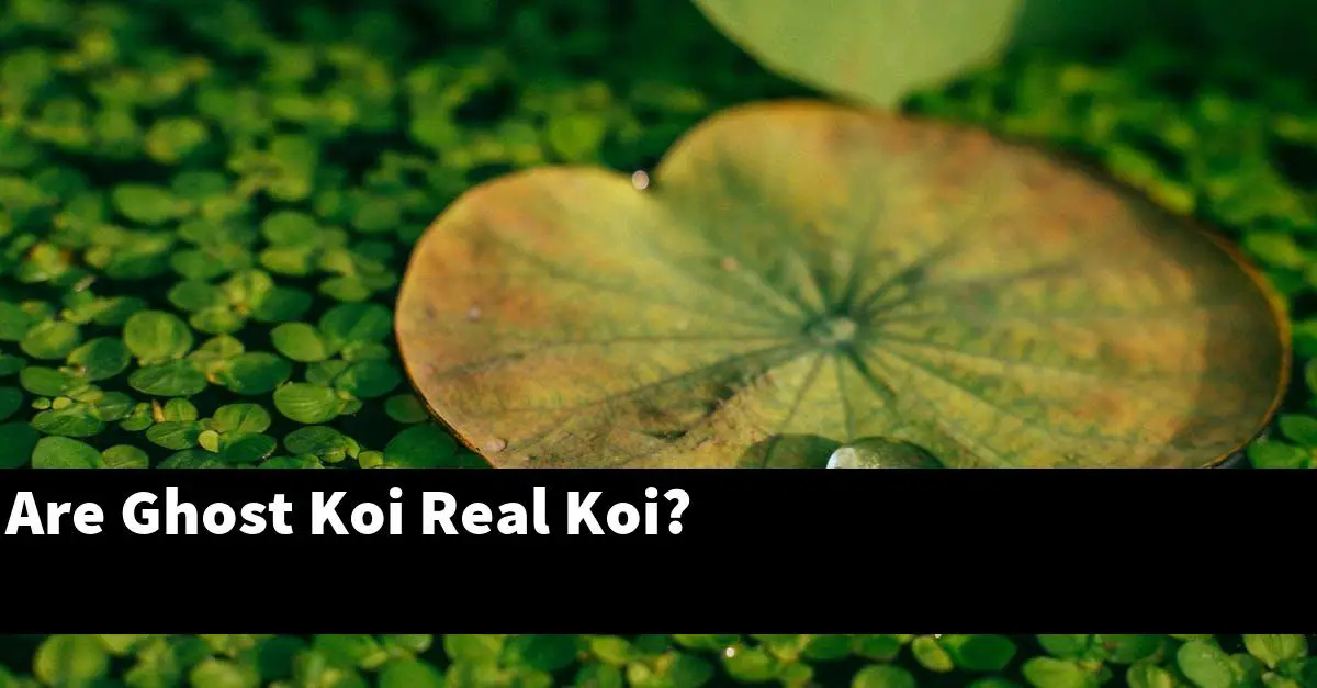 Are Ghost Koi Real Koi?