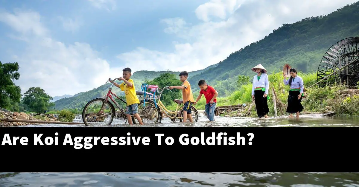 Are Koi Aggressive To Goldfish?