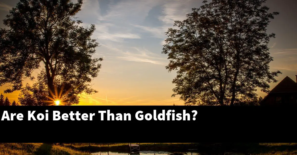 Are Koi Better Than Goldfish?