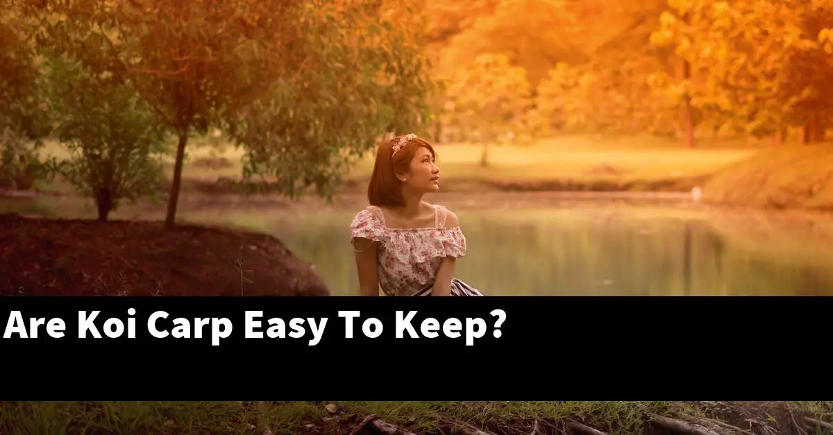 Are Koi Carp Easy To Keep?