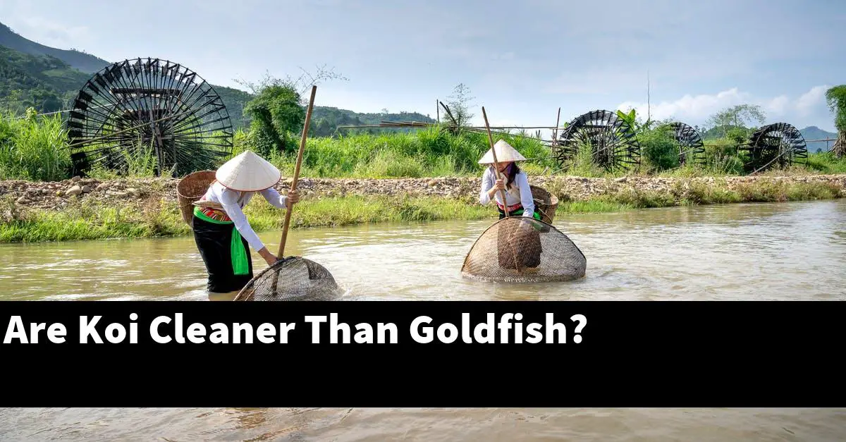 Are Koi Cleaner Than Goldfish?