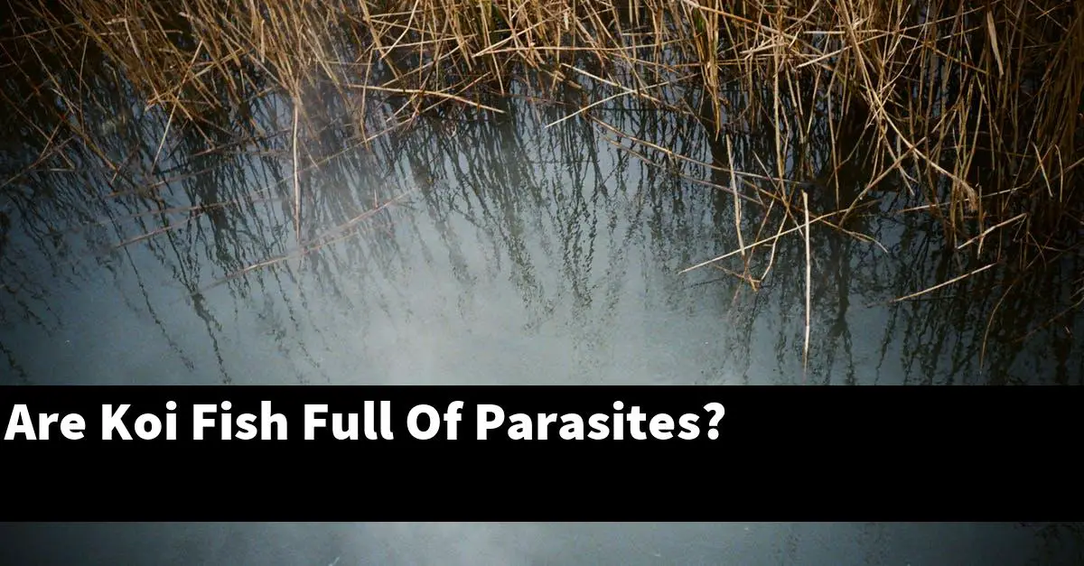Are Koi Fish Full Of Parasites?