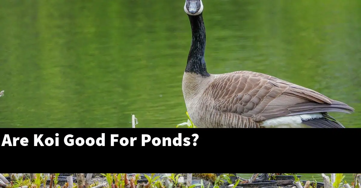 Are Koi Good For Ponds?
