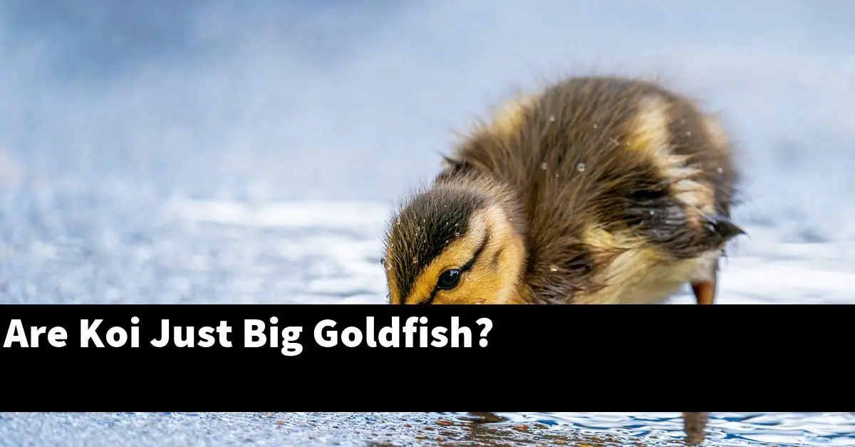 Are Koi Just Big Goldfish?
