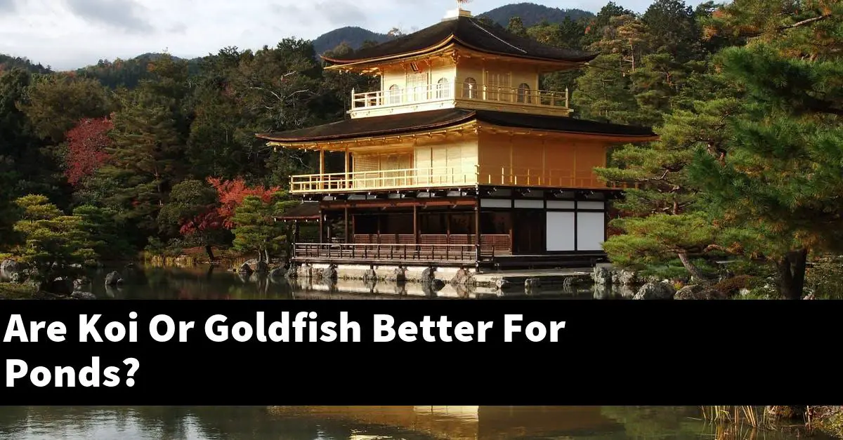 Are Koi Or Goldfish Better For Ponds?