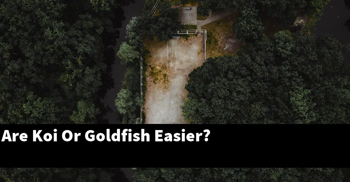 Are Koi Or Goldfish Easier?