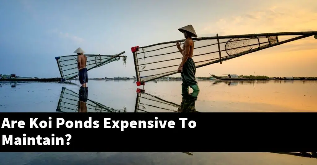 Are Koi Ponds Expensive To Maintain? [2022 Guide] Gold Koi Fish