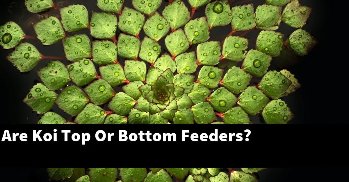 Are Koi Top Or Bottom Feeders?