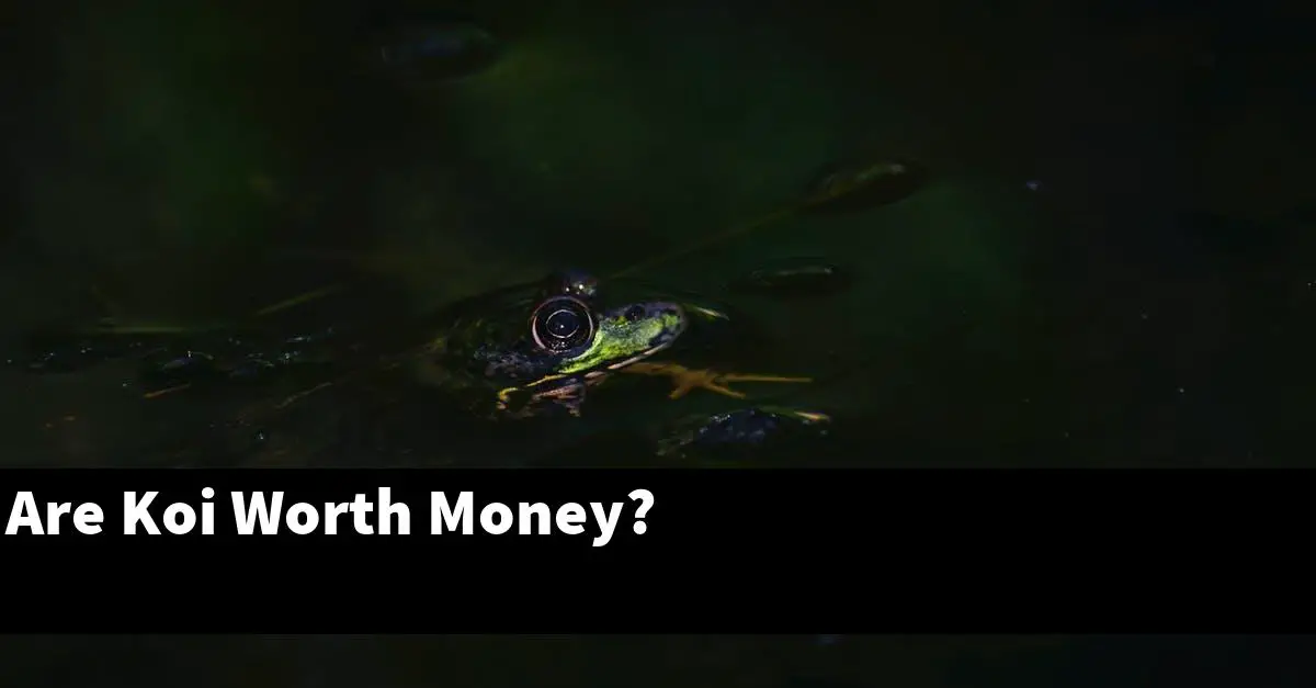 Are Koi Worth Money?