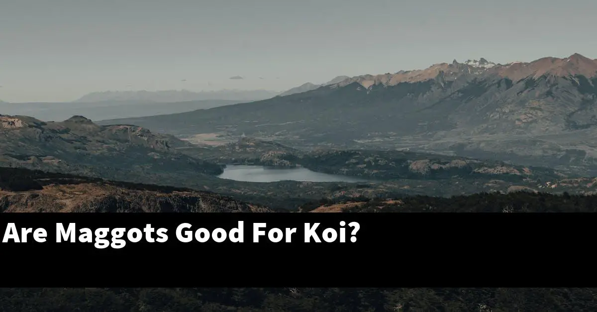 Are Maggots Good For Koi?