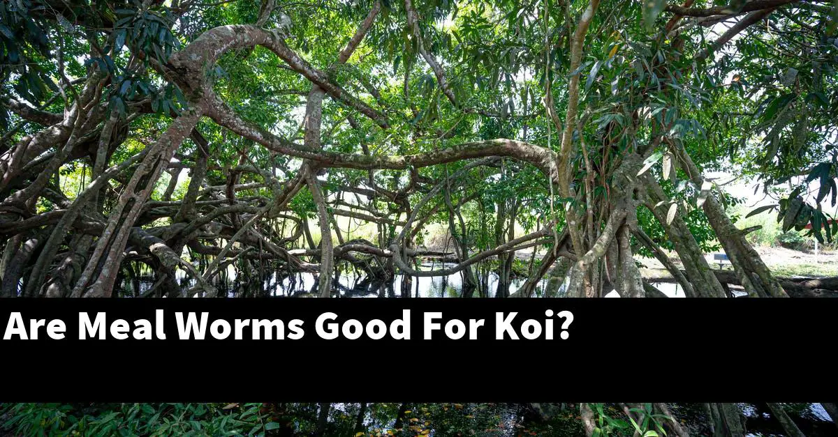 Are Meal Worms Good For Koi?