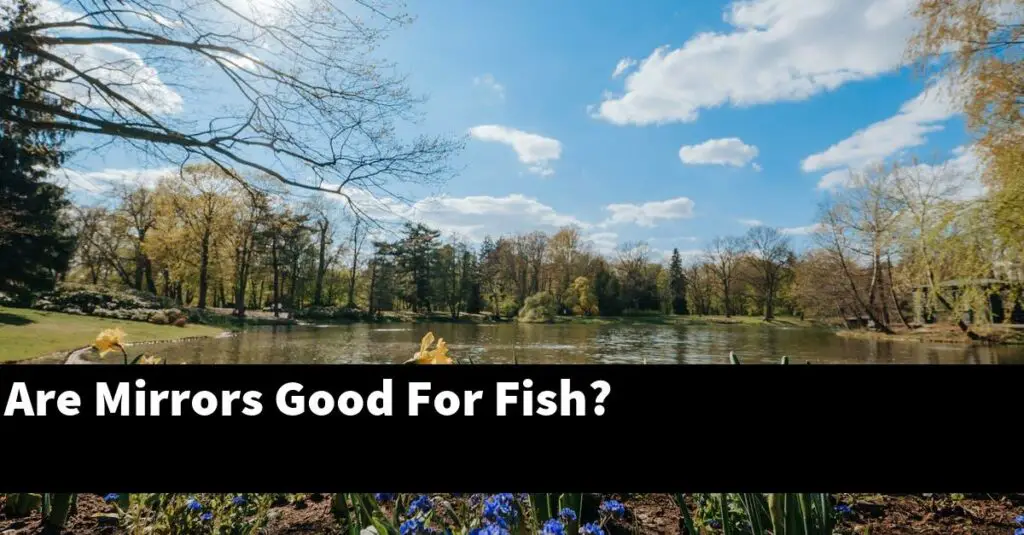 Are Mirrors Good For Fish? [2024 Guide] Gold Koi Fish
