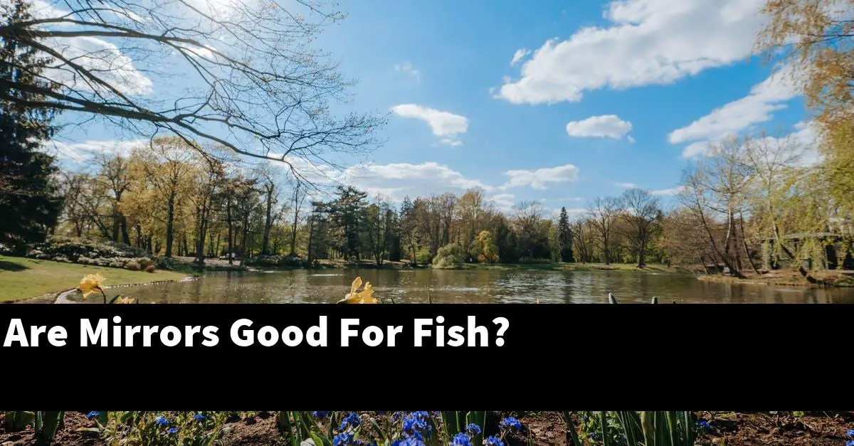 Are Mirrors Good For Fish?