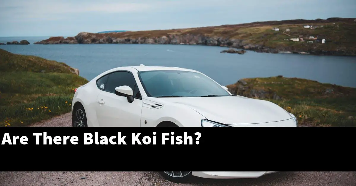 Are There Black Koi Fish?