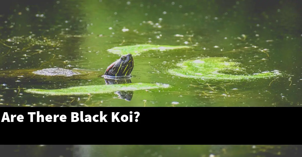 Are There Black Koi?