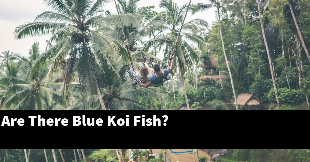 Are There Blue Koi Fish?