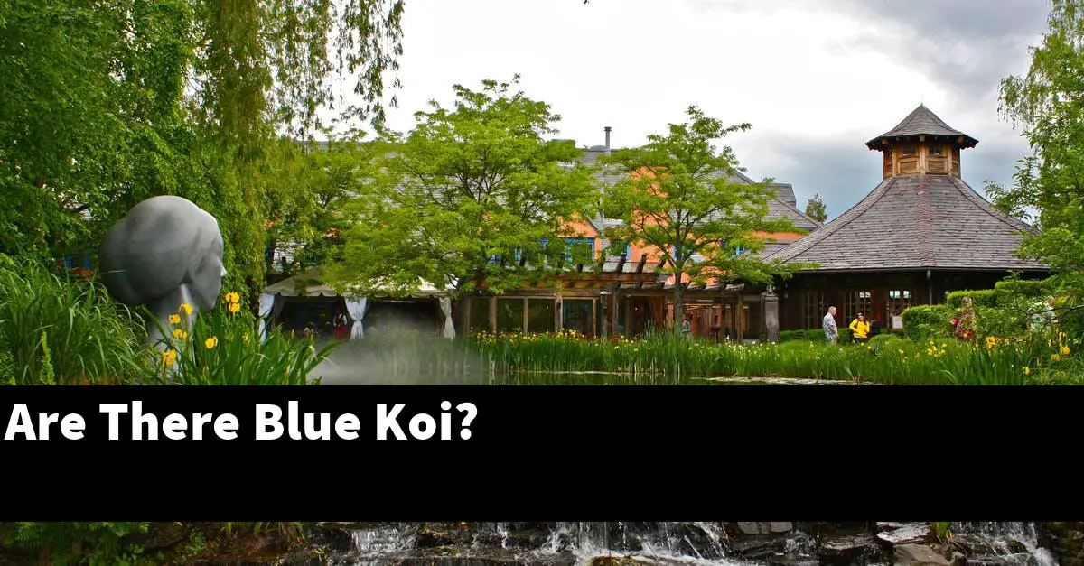 Are There Blue Koi?