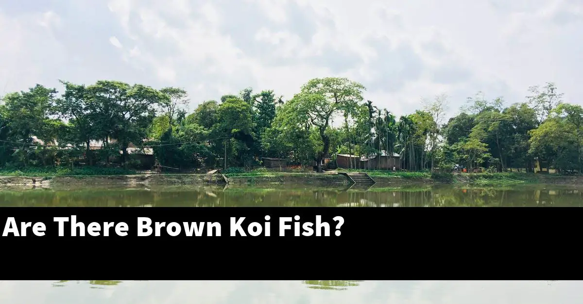 Are There Brown Koi Fish?