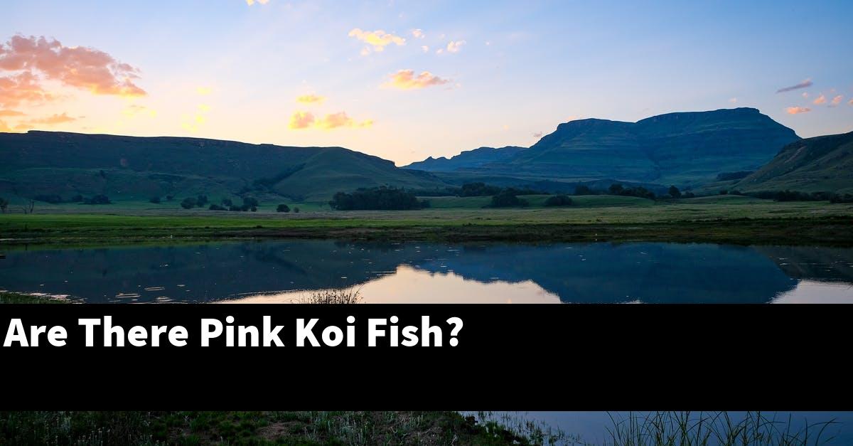 Are There Pink Koi Fish?