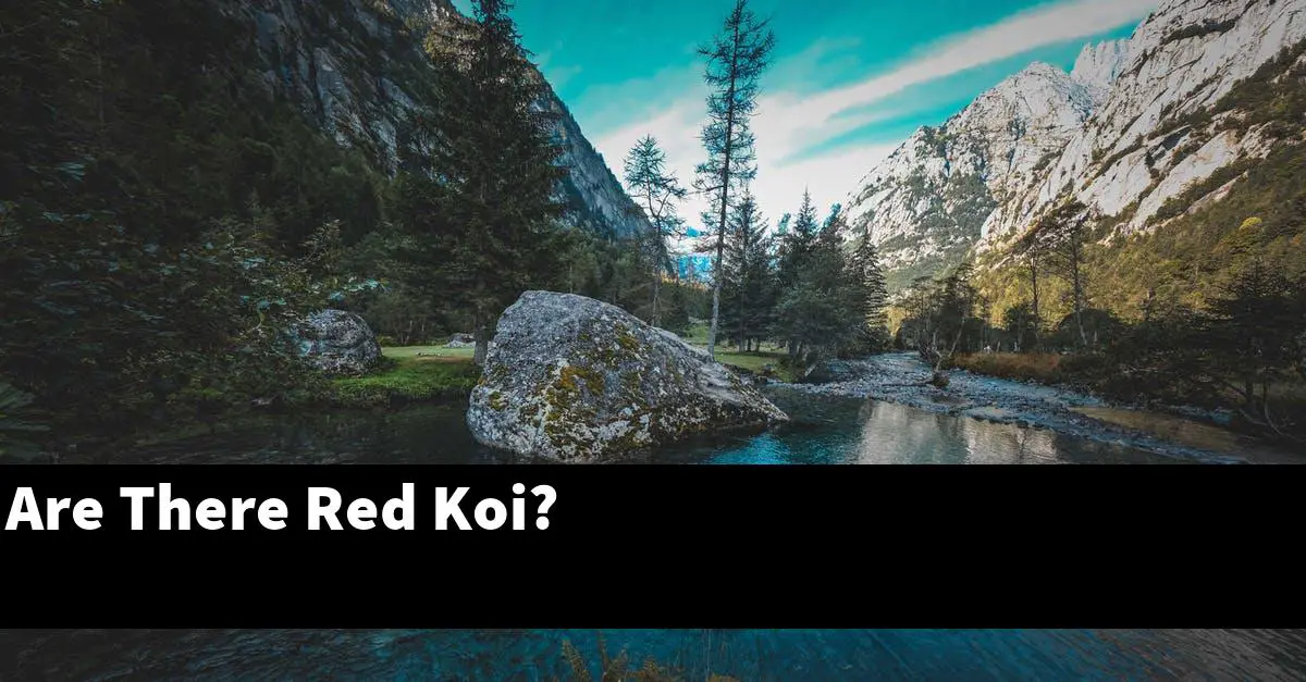 Are There Red Koi?