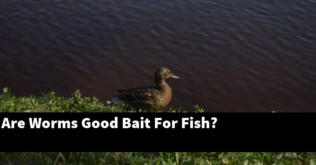 Are Worms Good Bait For Fish?