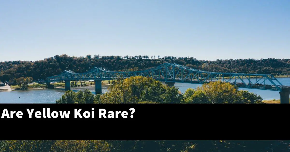 Are Yellow Koi Rare?