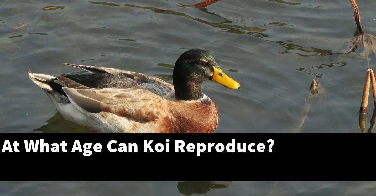 At What Age Can Koi Reproduce?