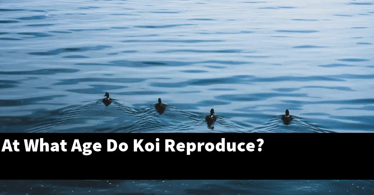 At What Age Do Koi Reproduce?