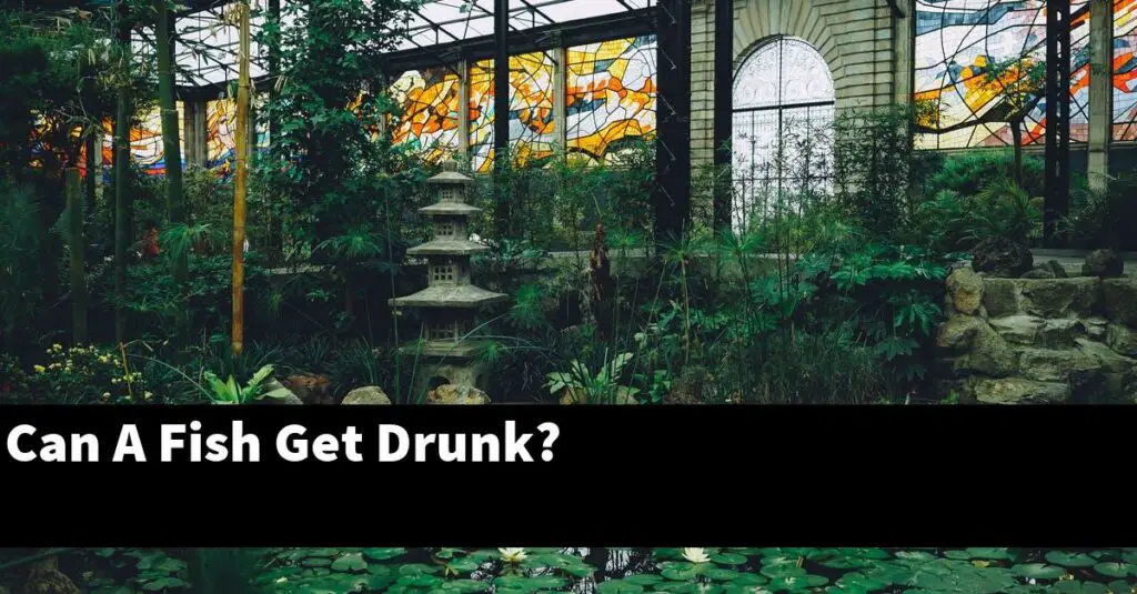 Can A Fish Get Drunk? [2024 Guide] Gold Koi Fish