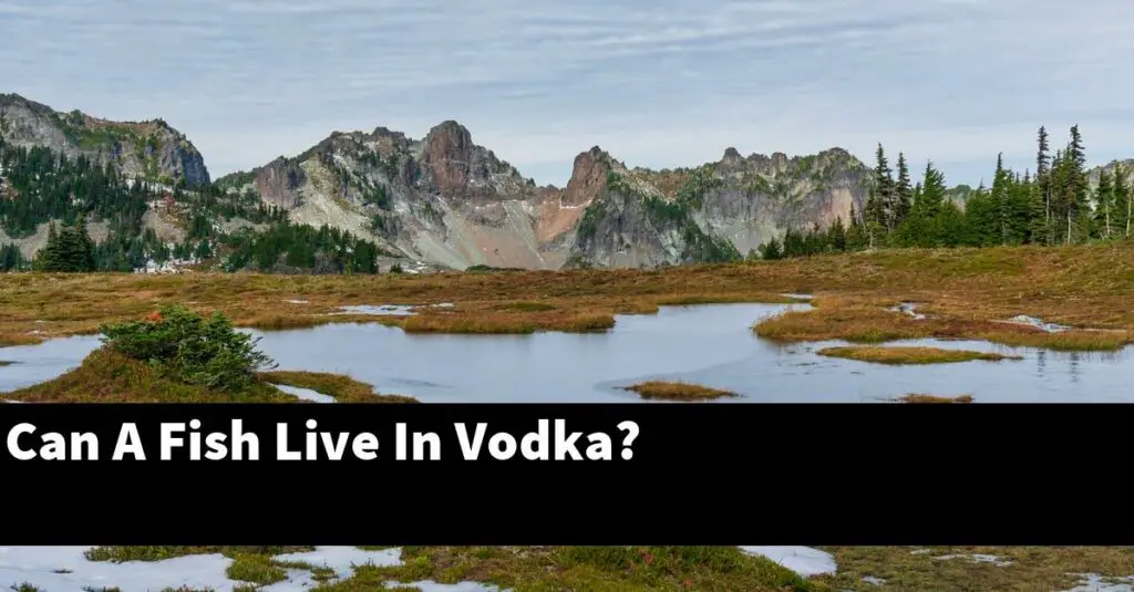 Can A Fish Live In Vodka? [2024 Guide] Gold Koi Fish