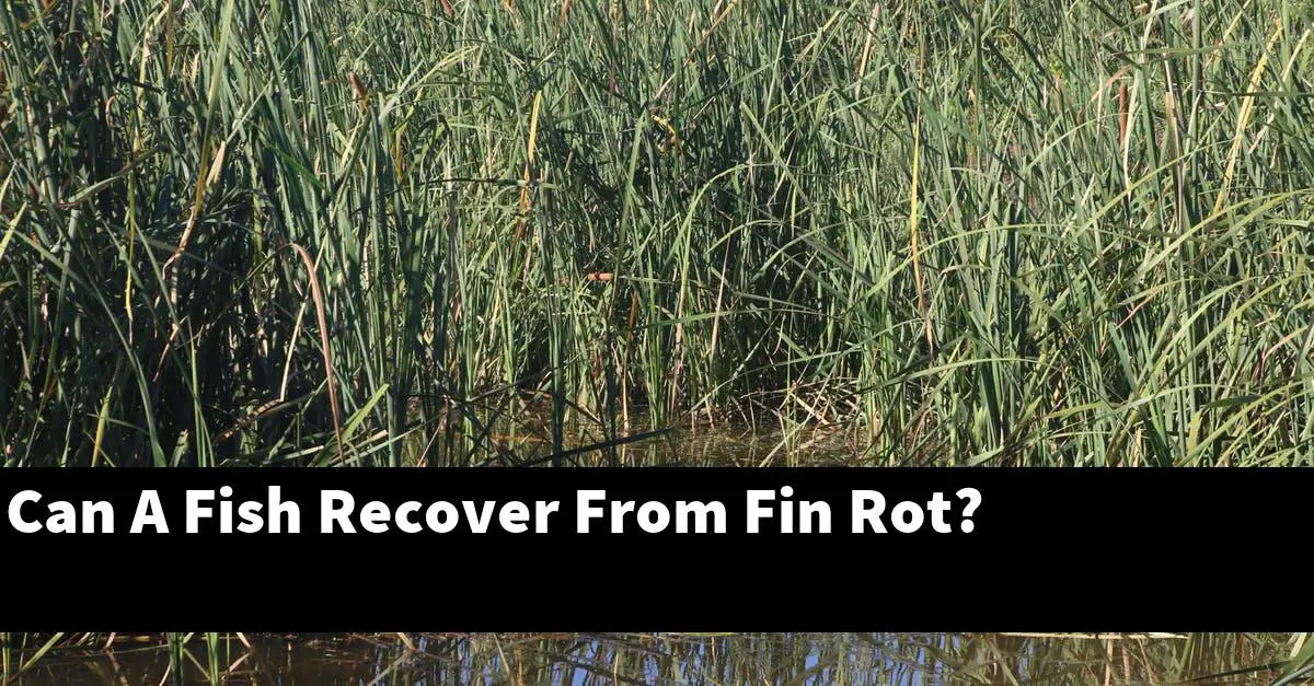 Can A Fish Recover From Fin Rot?